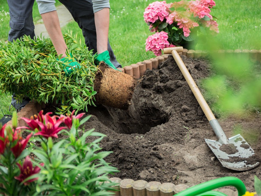 Personne en train de planter des fleurs colorées dans un jardin